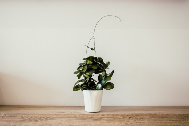 Home LYH s Blog